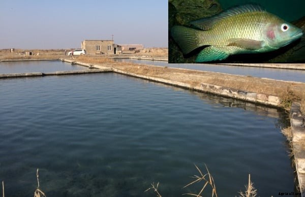 Fish Farming Business Plan For Beginners