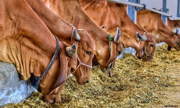 Gir Cow Farming, Cost and Profit Information