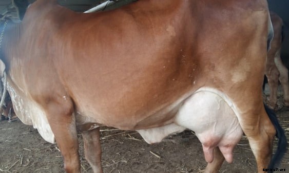 Gir Cow Farming, Cost and Profit Information