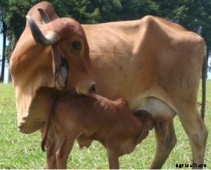 Gir Cow Farming, Cost and Profit Information