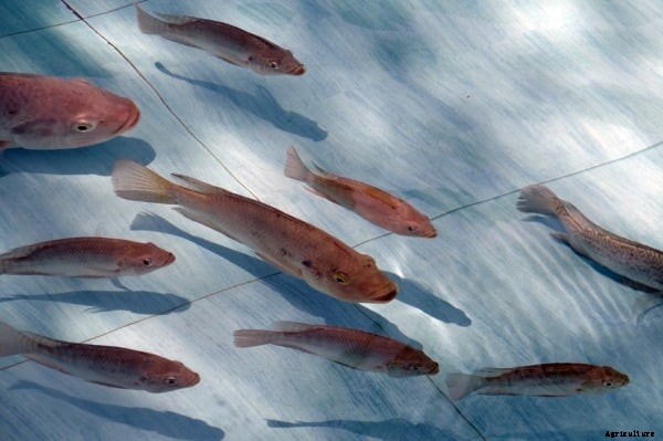 Indian Fish Breeds, Rearing Practices