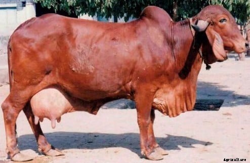 Cattle Farming, Breeds Information For Beginners