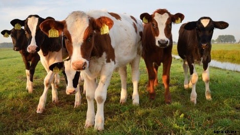 Cattle Farming, Breeds Information For Beginners