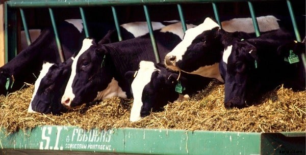 Cattle Farming, Breeds Information For Beginners