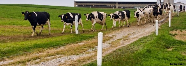 Cattle Farming, Breeds Information For Beginners