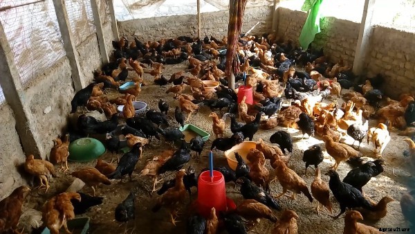 Country Chicken Farming Project Report, Cost and Profit