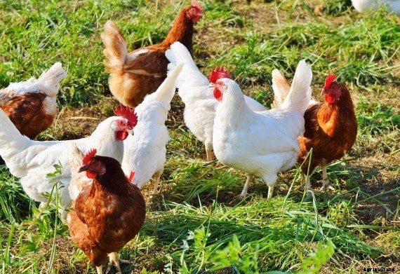 Country Chicken Farming Project Report, Cost and Profit