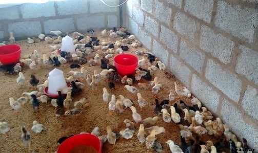Country Chicken Farming Project Report, Cost and Profit