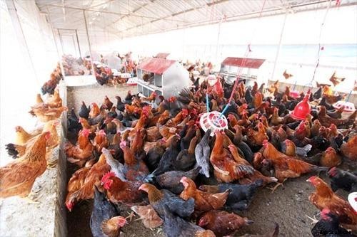 Country Chicken Farming Project Report, Cost and Profit
