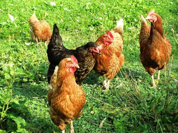 Country Chicken Breeds and Rearing Practices