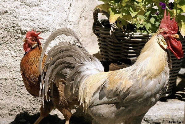 Country Chicken Breeds and Rearing Practices