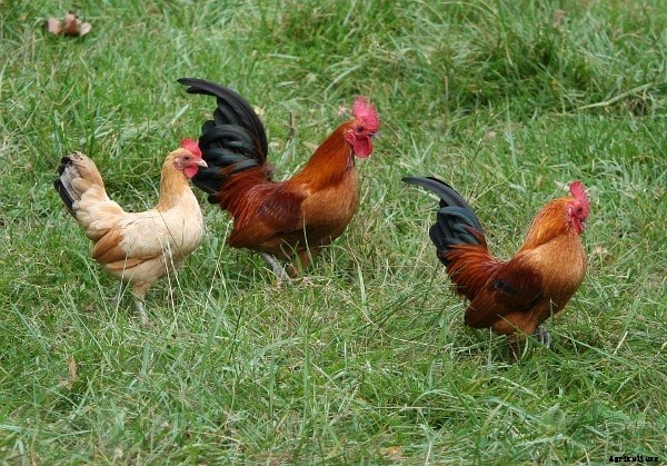 Country Chicken Breeds and Rearing Practices
