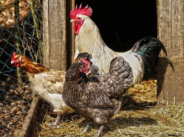 Country Chicken Breeds and Rearing Practices