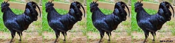 Kadaknath Chicken Farming Project Report