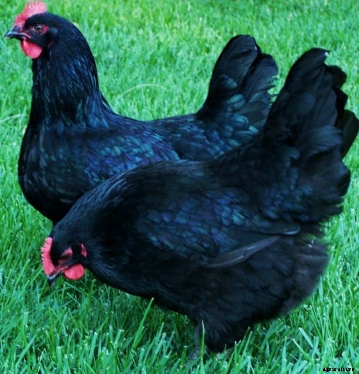 Kadaknath Chicken Farming Project Report