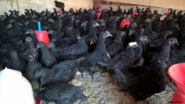 Kadaknath Chicken Farming Project Report