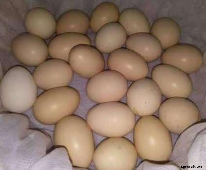 Kadaknath Chicken Farming Project Report