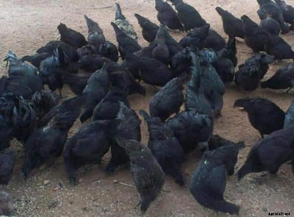 Kadaknath Chicken Farming Project Report