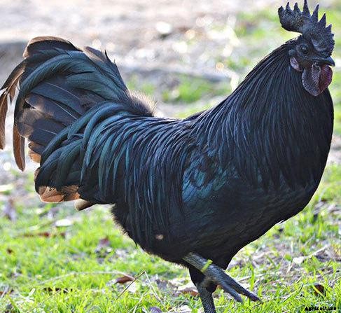 Kadaknath Chicken Farming Project Report