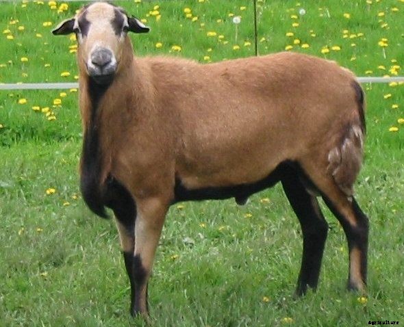 Sheep Farming Project Report, Cost and Profits