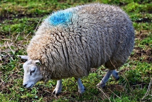 Sheep Farming Project Report, Cost and Profits