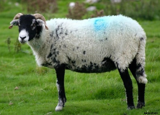 Sheep Farming Project Report, Cost and Profits