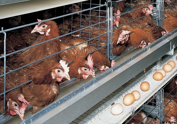 Layer Poultry Farming Information Guide