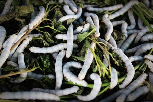 Silkworm Rearing Methods For Beginners