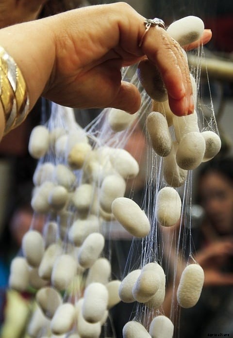Silkworm Rearing Methods For Beginners