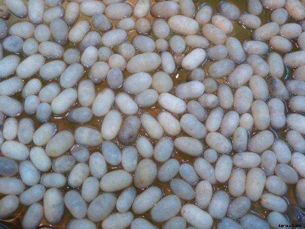 Silkworm Rearing Methods For Beginners