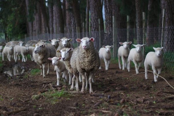 Sheep Farming Business For Beginners