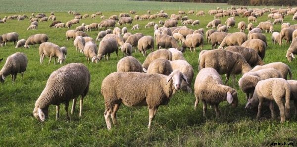 Sheep Farming Business For Beginners