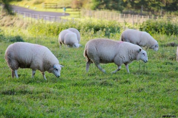 Sheep Farming Business For Beginners
