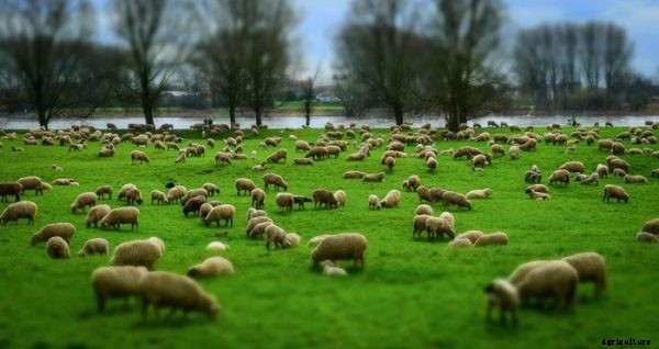 Sheep Farming Business For Beginners