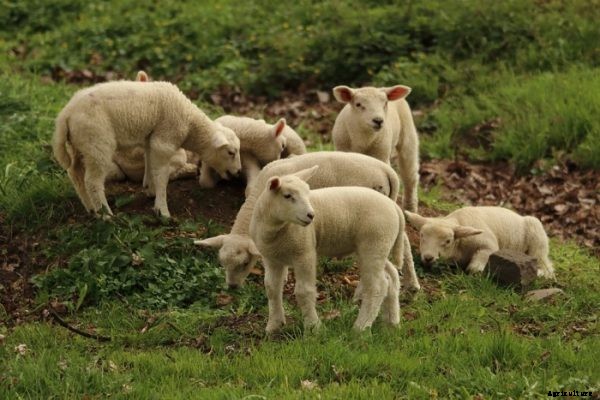 Sheep Farming Business For Beginners