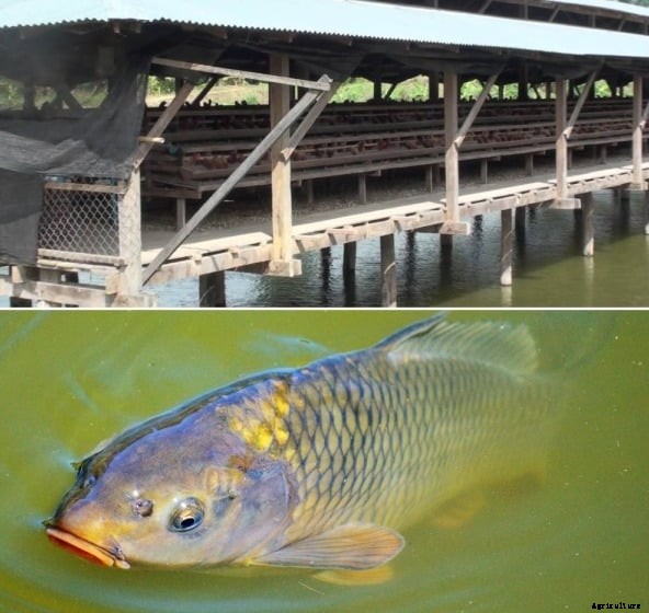 Integrated Fish and Poultry Farming, Cost and Profits
