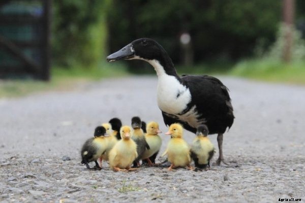 Duck Farming Business Plan For Beginners