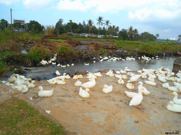 Duck Farming Business Plan For Beginners