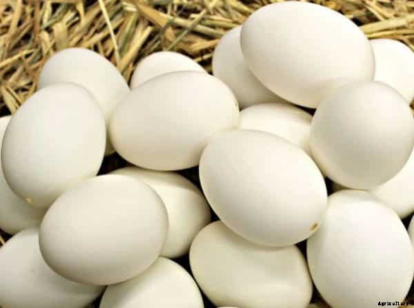 Duck Farming Business Plan For Beginners