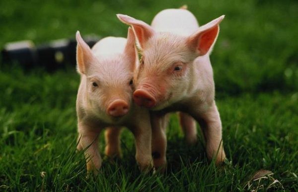 Commercial Pig Farming Business In India