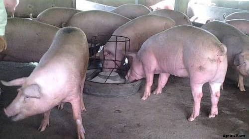 Commercial Pig Farming Business In India