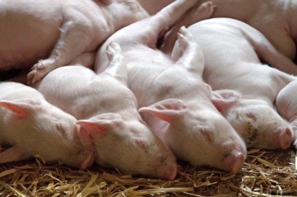 Commercial Pig Farming Business In India