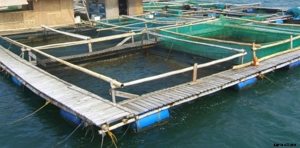 Grouper Fish Farming Information Guide