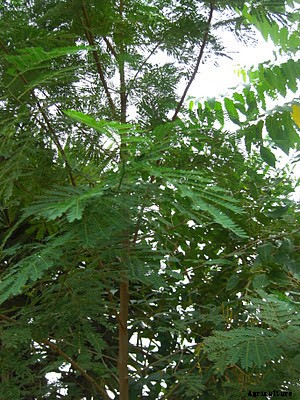 Starting a Goat Farming Business For Beginners