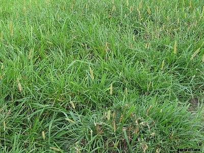 Starting a Goat Farming Business For Beginners