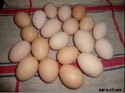 Gramapriya-An Egg Producer in Rural areas