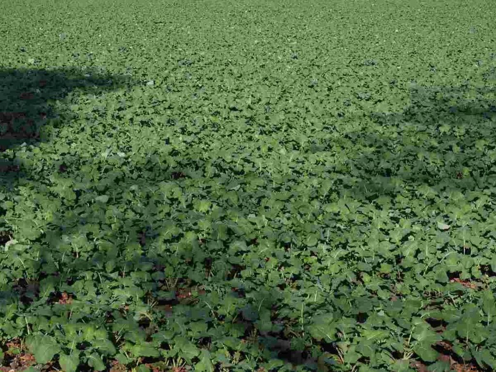 Organic Farming In West Bengal, How To Start