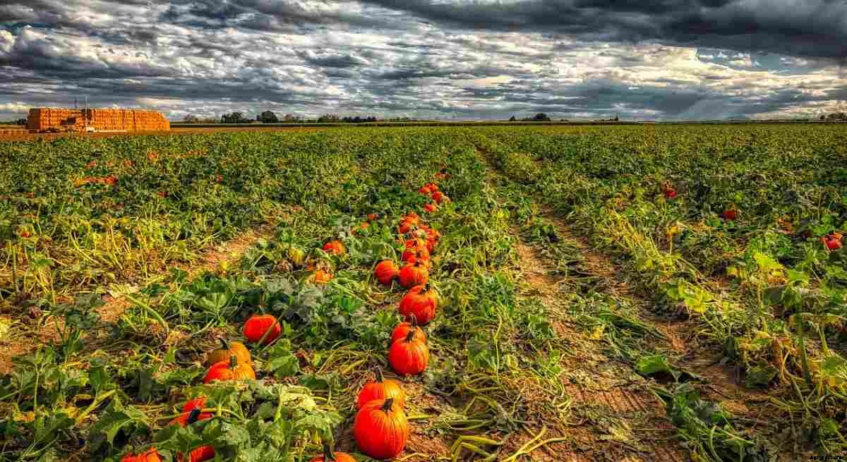 Who Can Buy Agricultural Land In The USA