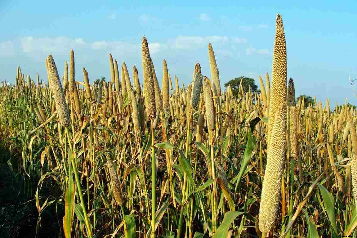 Organic Farming In Uttarakhand, How To Start