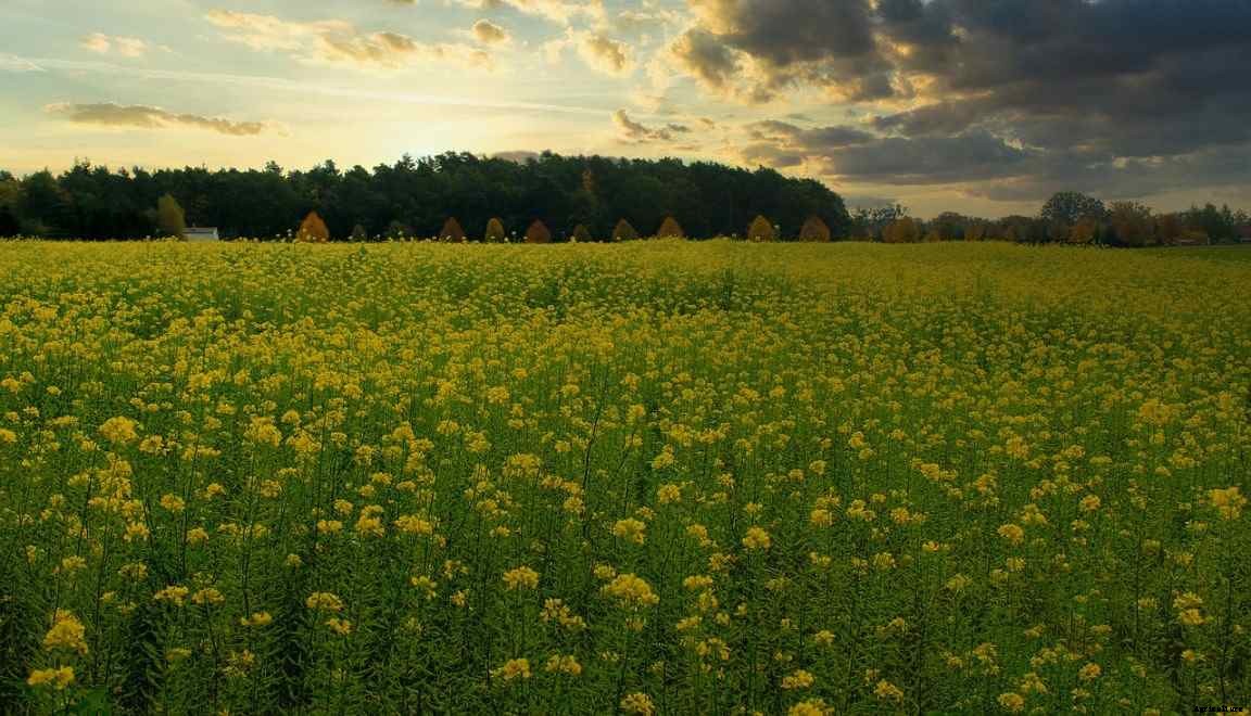 Organic Farming In Uttarakhand, How To Start